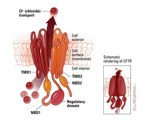 cftr chanel|where is cftr gene located.